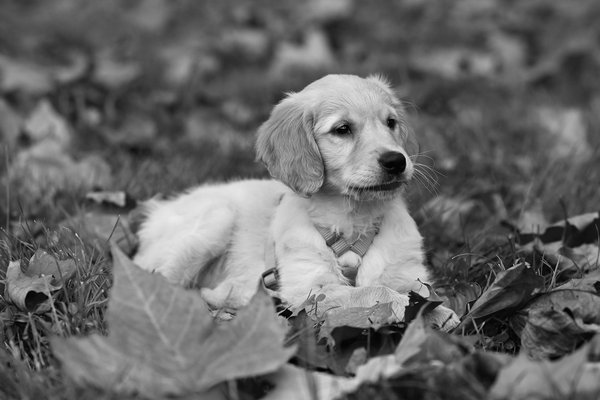 Les 7 meilleurs jeux pour stimuler l'intelligence de votre chien