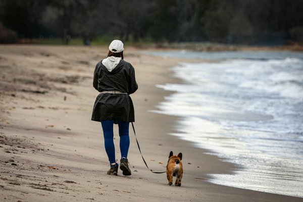 Les lézards caméléons : maîtres du mimétisme