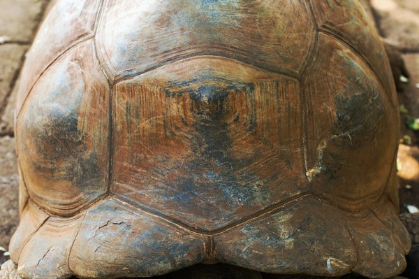 Comment les tatous se protègent-ils avec leur carapace ?