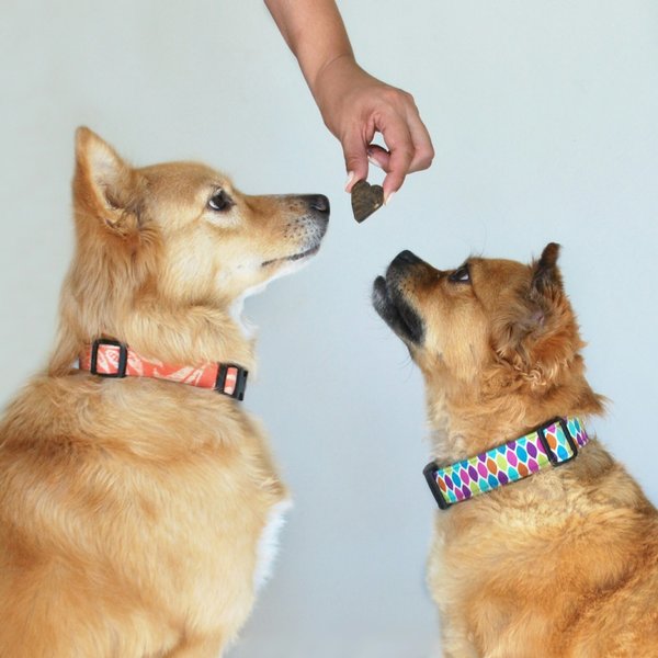 Croquette junior pour chien: une alimentation saine pour votre chiot avec tomojo